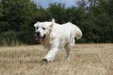 GOLDEN RETRIEVER 731